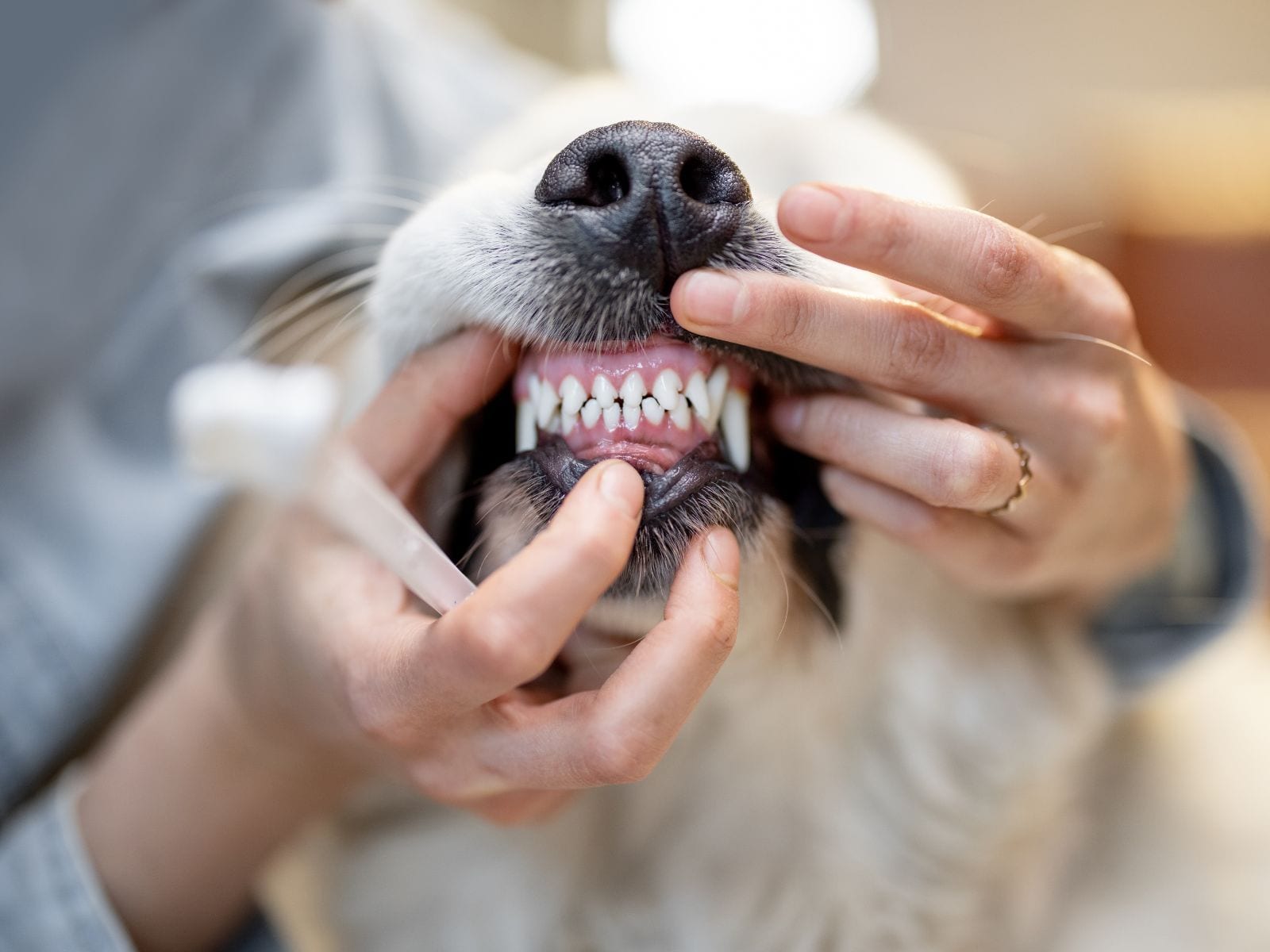Hands holding open a white dog's mouth to show its teeth next to a small brush