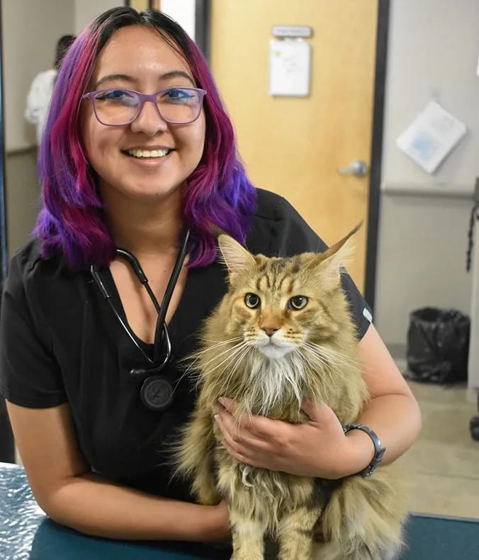 Smiling person with purple and pink hair and glasses in black scrubs holding a long-haired tabby cat