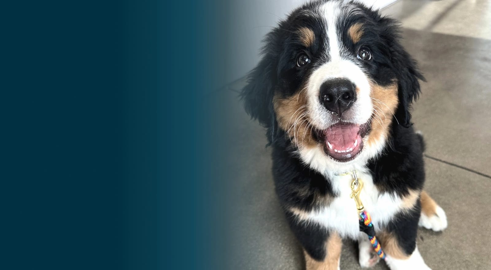 5280 Veterinary Care - Denver