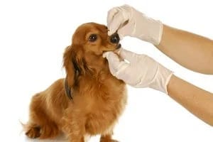 Hands in white gloves holding the muzzle of a small brown dog against a white background
