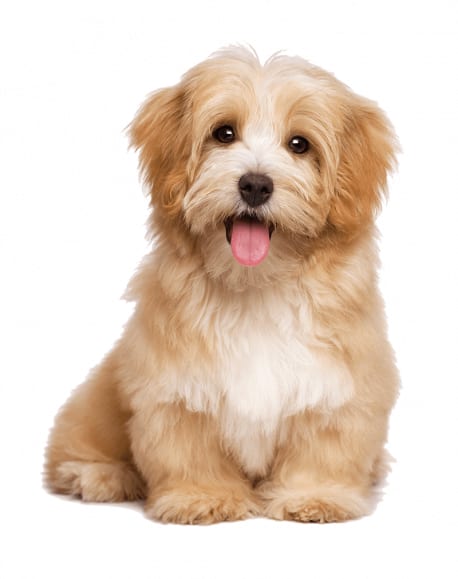 Fluffy cream and white puppy sitting against a white background with its tongue out