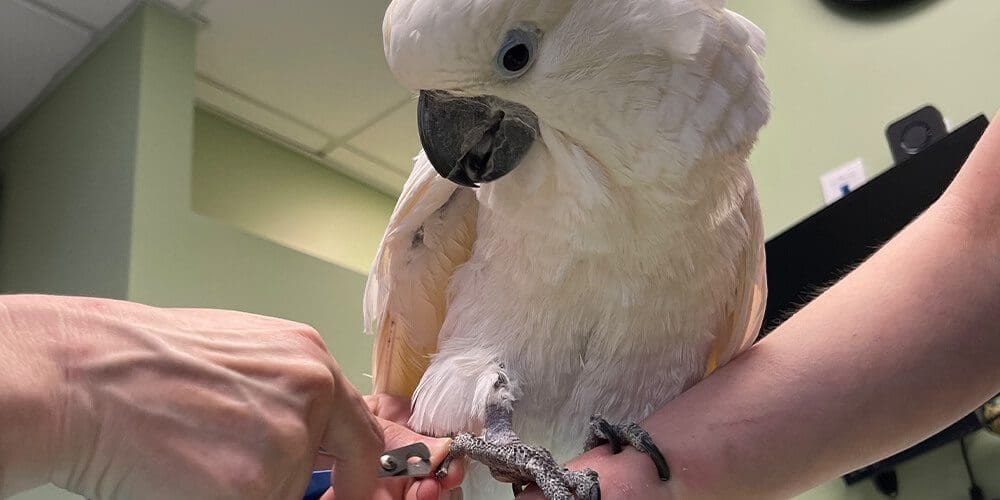 White and pale pink parrot perched on a person's forearm while another hand holds its foot