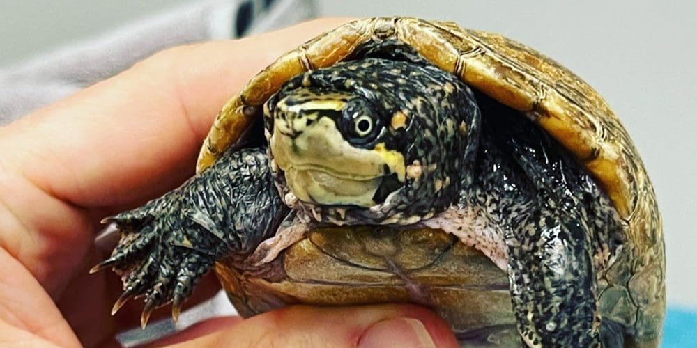 Turtle with a dark speckled head and brown shell held in a person's hand