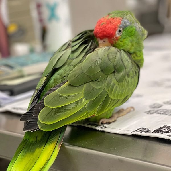 Green parrot with a red forehead perched on a steel table covered with paw-print paper