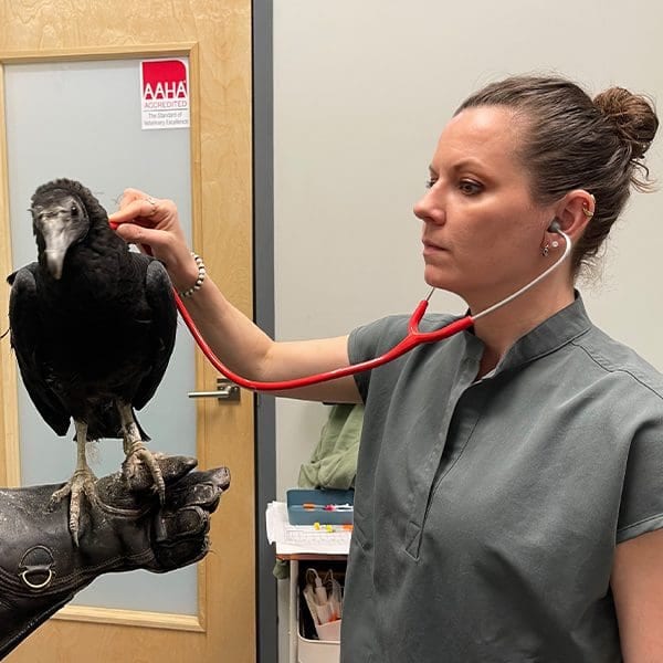 Person in grey scrubs holding a stethoscope to a large dark bird perched on a gloved hand