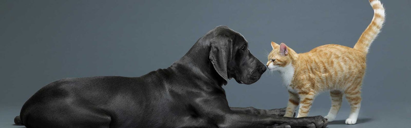 Black dog lying down and a ginger cat with noses almost touching on a grey background