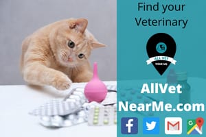 veterinary hospitals lino lakes, mn - minnesota veterinary hospital - Shoreview