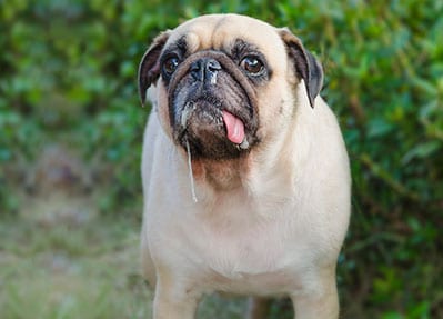 Fawn-coloured dog with a dark face and its tongue out standing in front of green shrubs