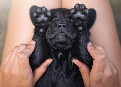 Black puppy lying on its back with paws up while hands hold it on a person's lap