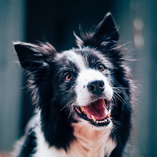 Close-up of a black and white dog's face with its mouth open and a blurred teal background