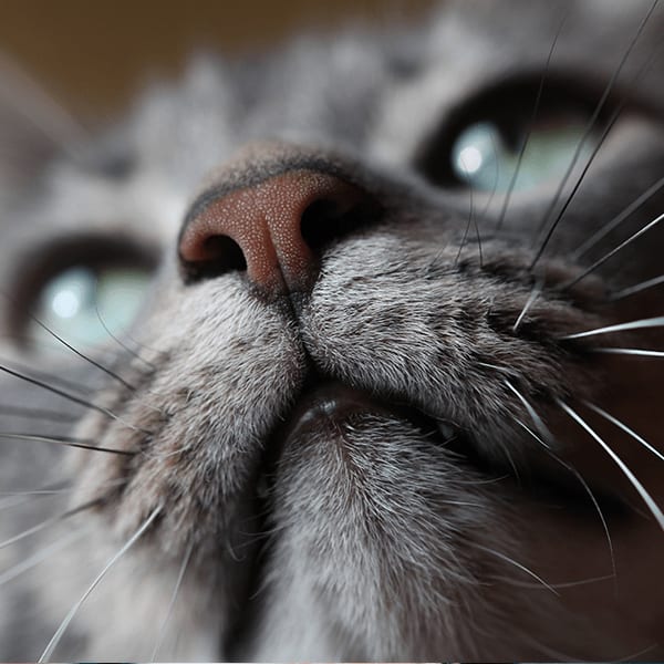 Extreme close-up of a grey tabby cat's nose, whiskers and pale green eyes