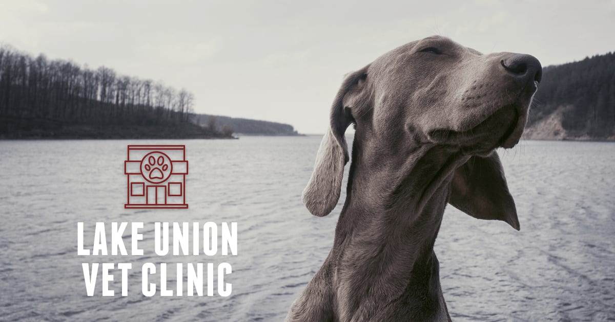 Lake Union Veterinary Clinic - Seattle