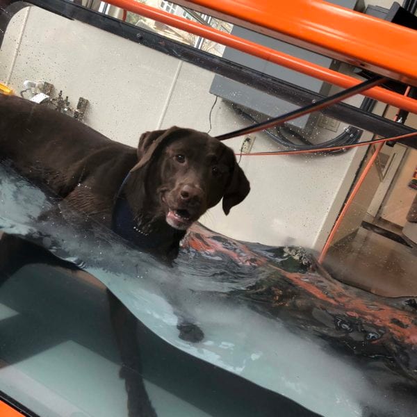 Chocolate-coloured dog standing in a water-filled glass tank with orange metal rails above