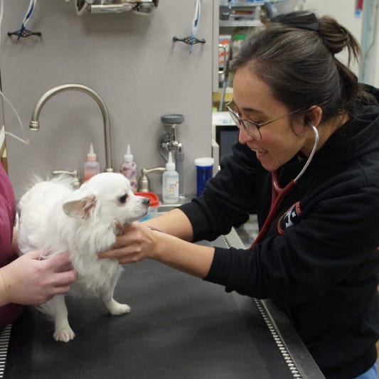 Person with glasses in a black hoodie and red stethoscope touching a small white dog on a table