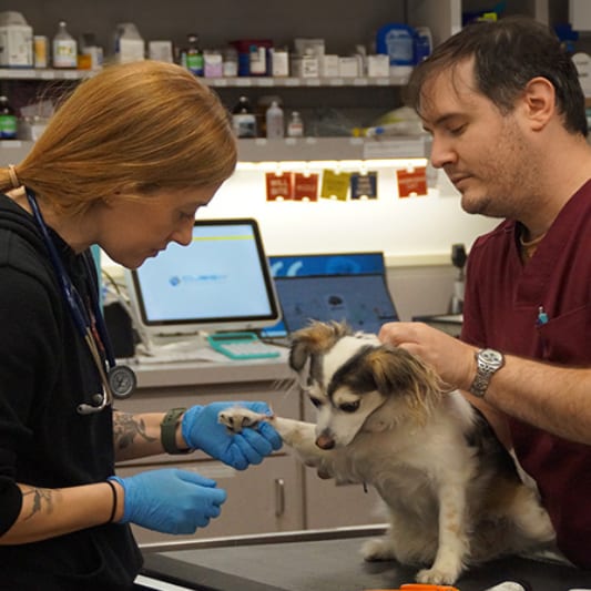 Two staff members holding a small dog's paw on a table in front of shelves of supplies