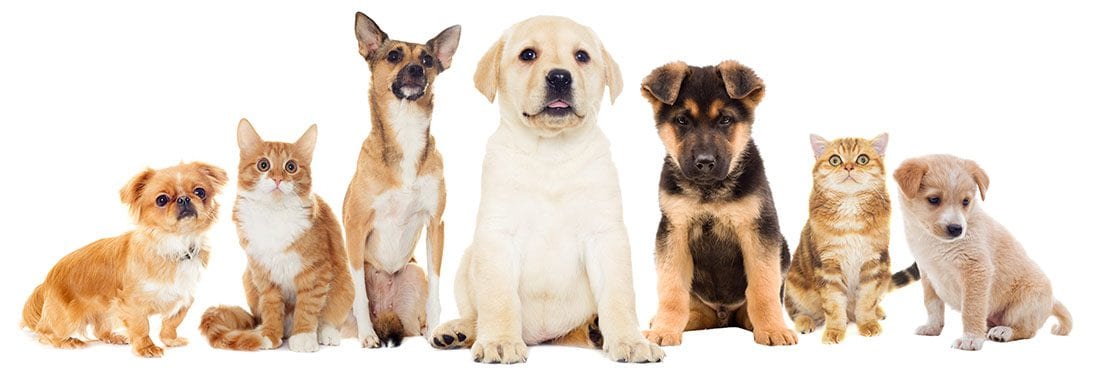 Row of seven puppies and kittens sitting side by side against a white background