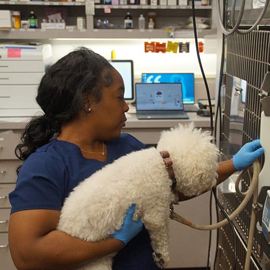 Person in navy scrubs and blue gloves holding a white fluffy dog beside steel kennels