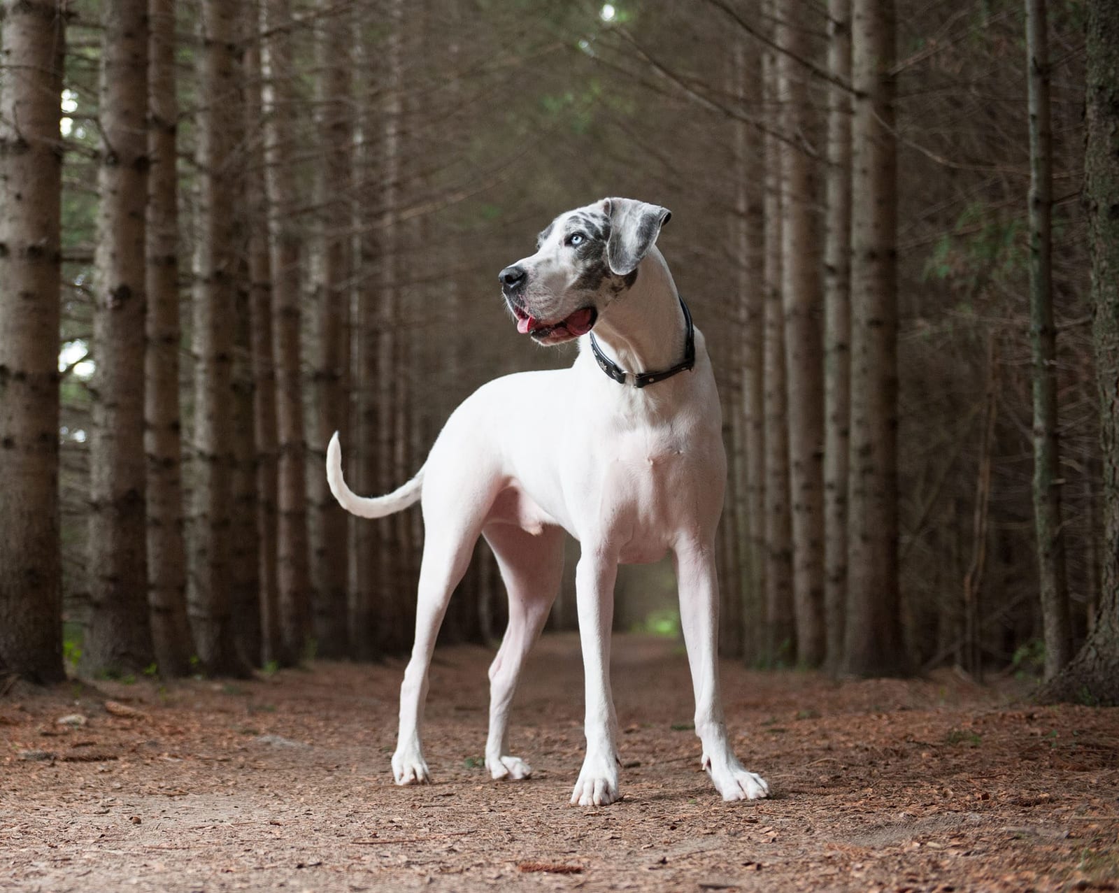 Tall white dog with grey patches standing on a dirt path between tall pine trunks