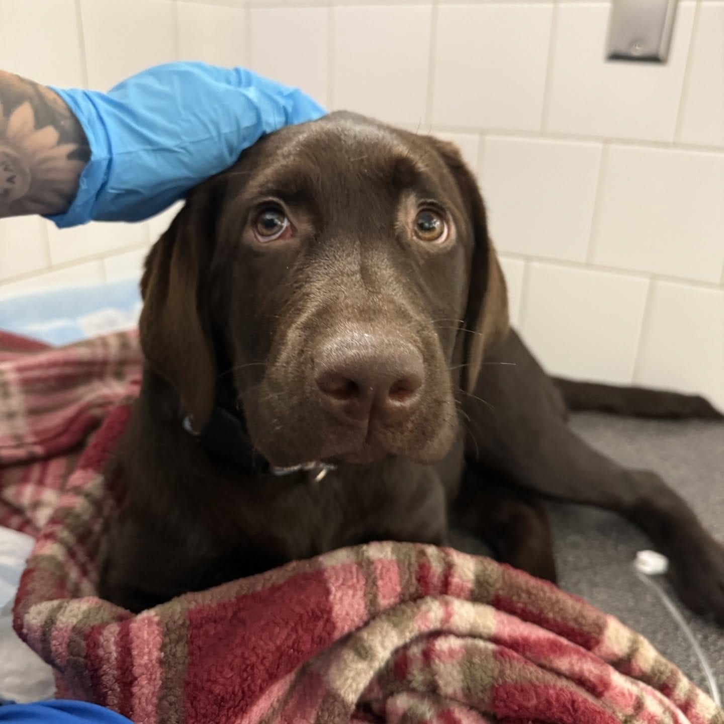 Chocolate-coloured dog lying on a red plaid blanket with a gloved hand on its head