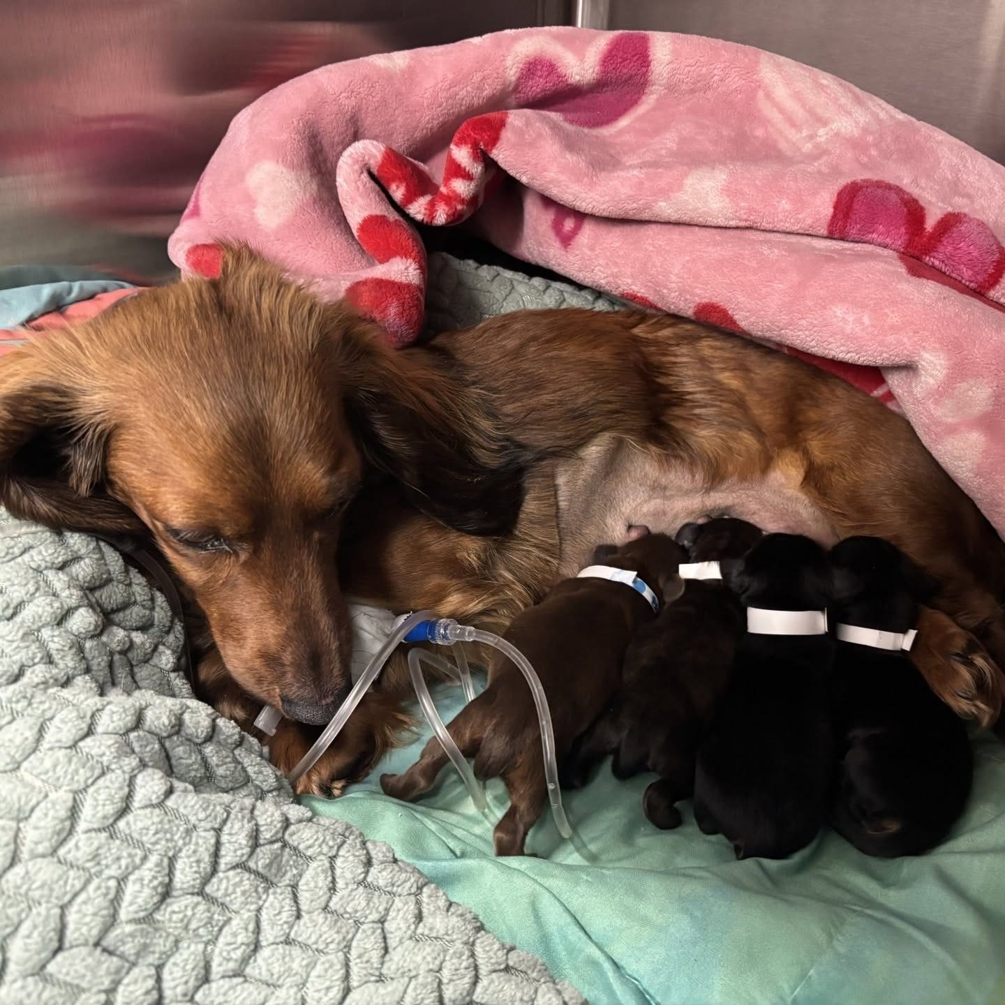 Brown dog lying with four tiny puppies under a pink heart-patterned blanket