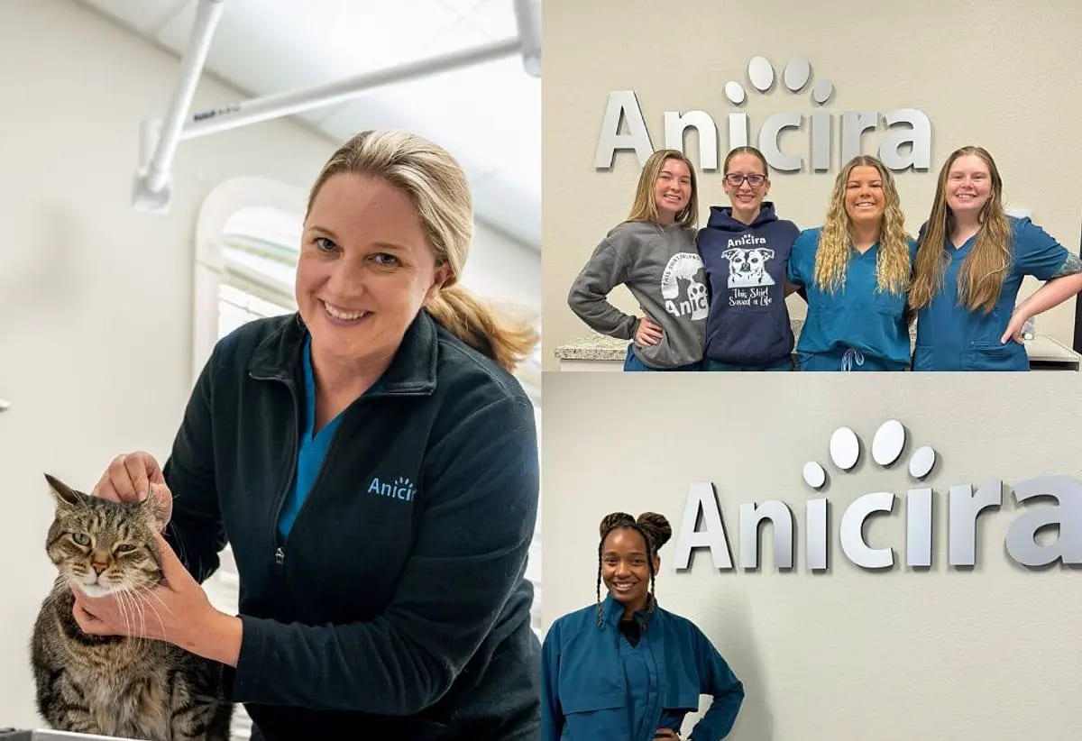 Collage of Anicira staff: a woman with a tabby cat and groups of people in front of lettered walls