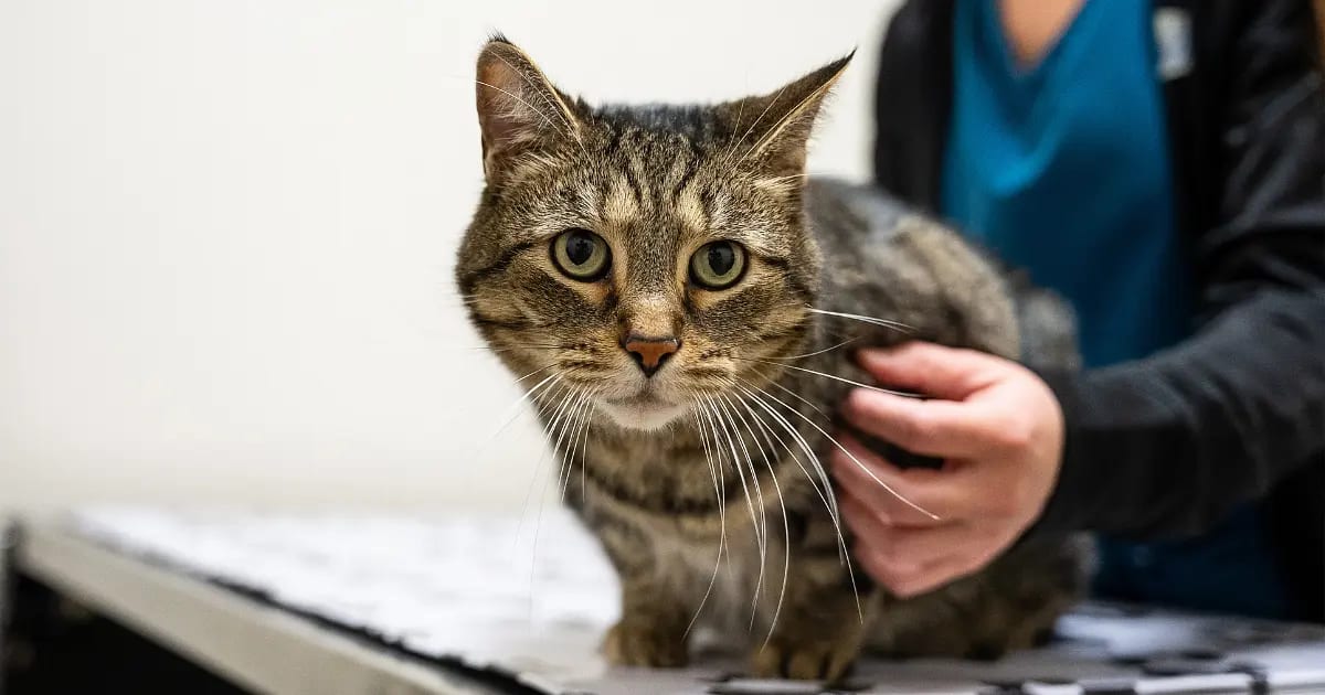 Tabby cat standing on an exam table with a person's hand around its side
