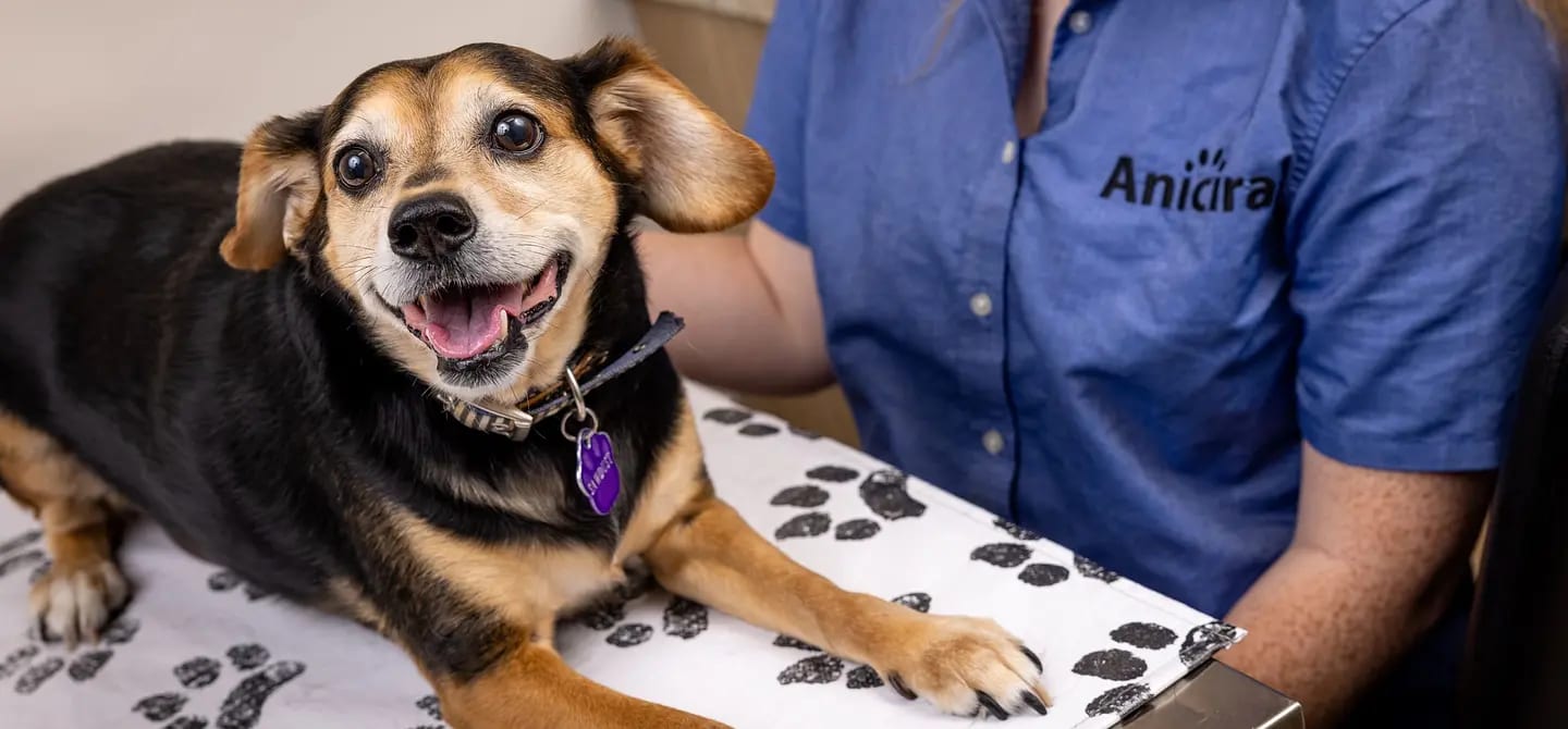 Black and tan dog with a purple tag lying on a paw-print blanket beside a person in a blue shirt