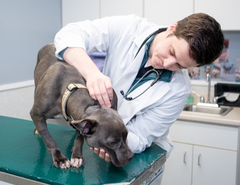 Man in a white coat and stethoscope leaning over a grey dog standing on a green exam table