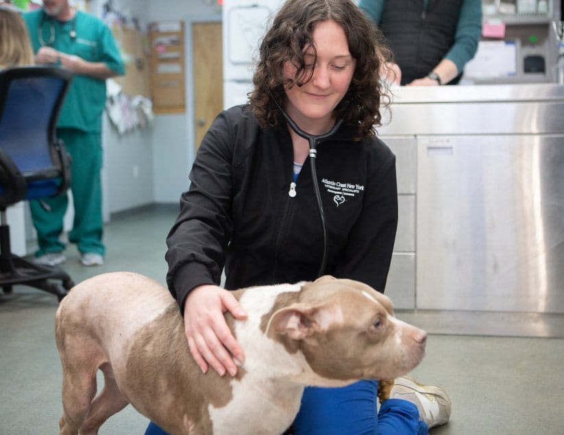 Woman with curly dark hair in a black jacket resting her hand on a brown and white dog