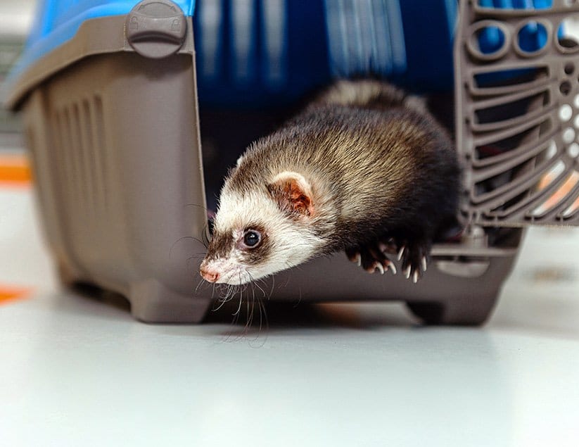 Ferret stepping out of a grey and blue pet carrier onto a white floor