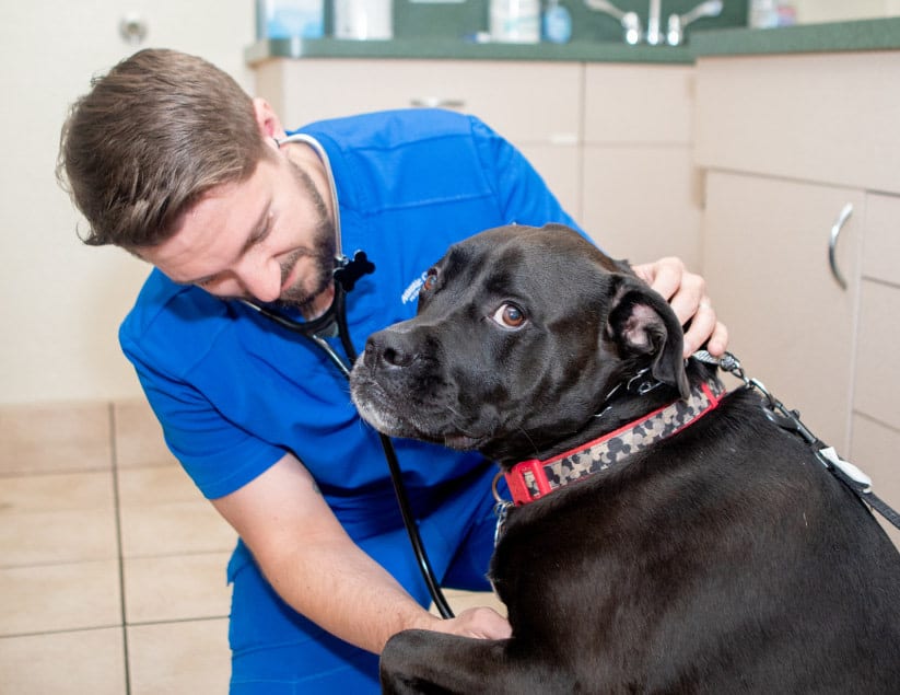Man in blue scrubs with a stethoscope leaning toward a black dog in a treatment room