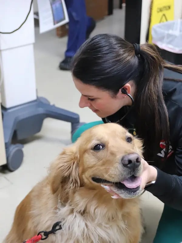 Woman with a dark ponytail smiling down at a golden dog with a red lead