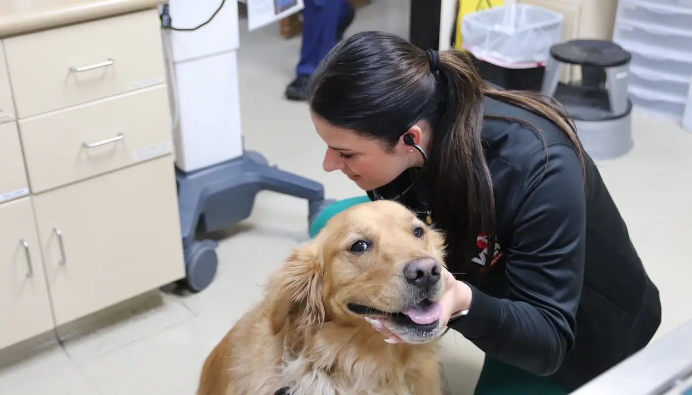 Woman with a dark ponytail leaning toward a golden dog in a hallway with cabinets