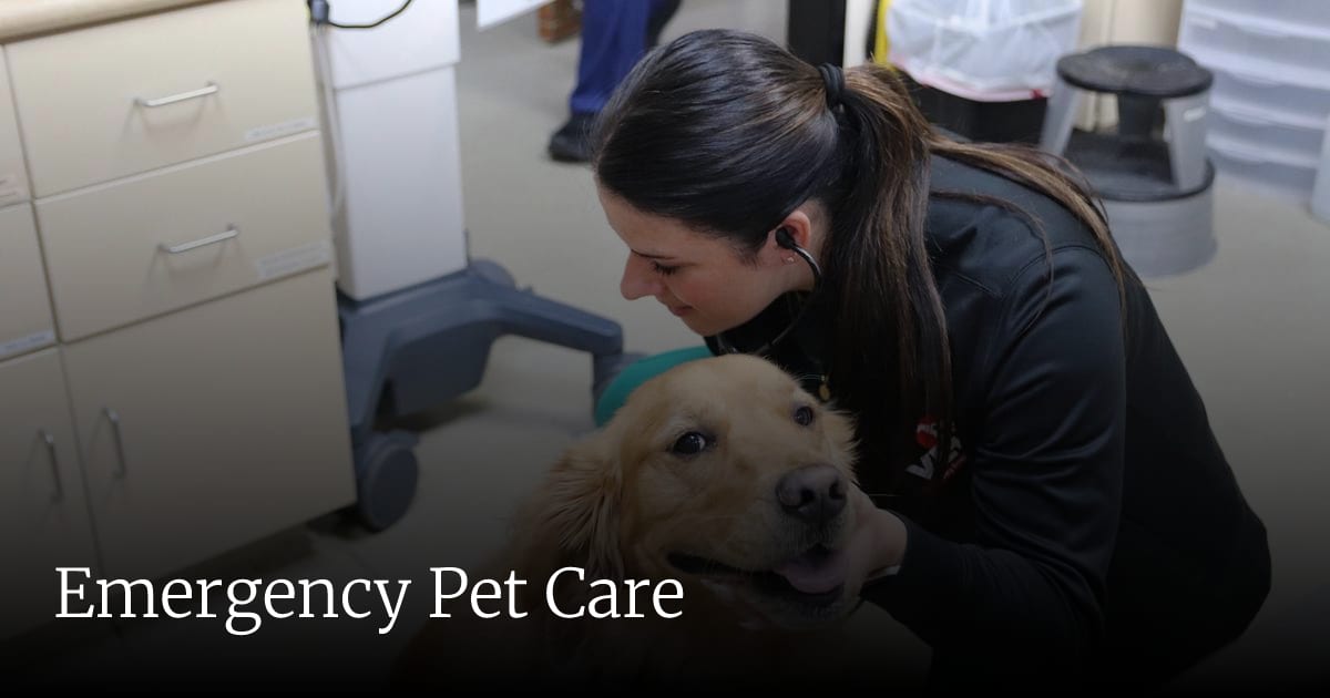 Veterinary Emergency + Critical Care - Las Vegas