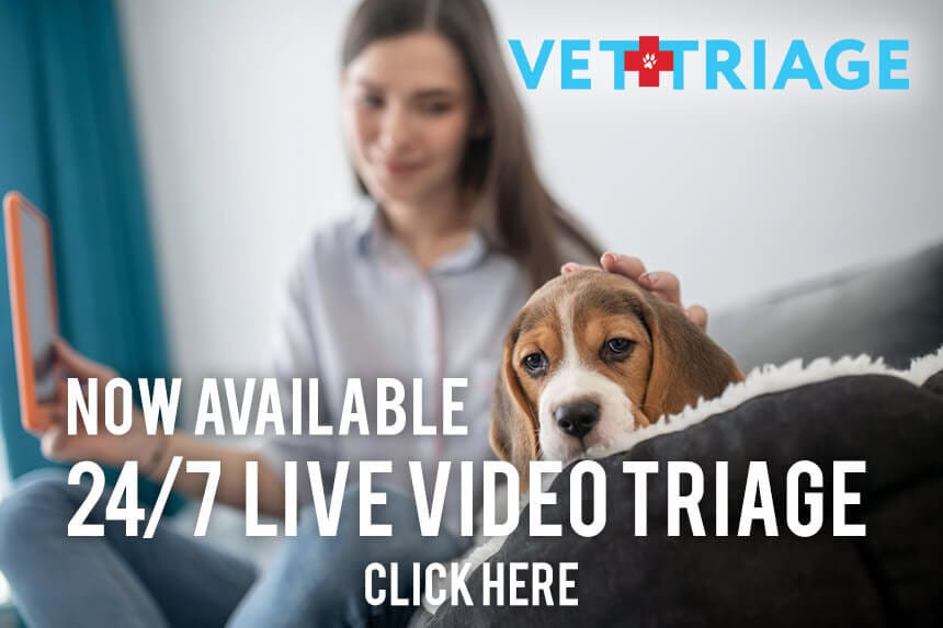 Banner for 24/7 live video triage with a woman holding a tablet and a puppy with floppy ears
