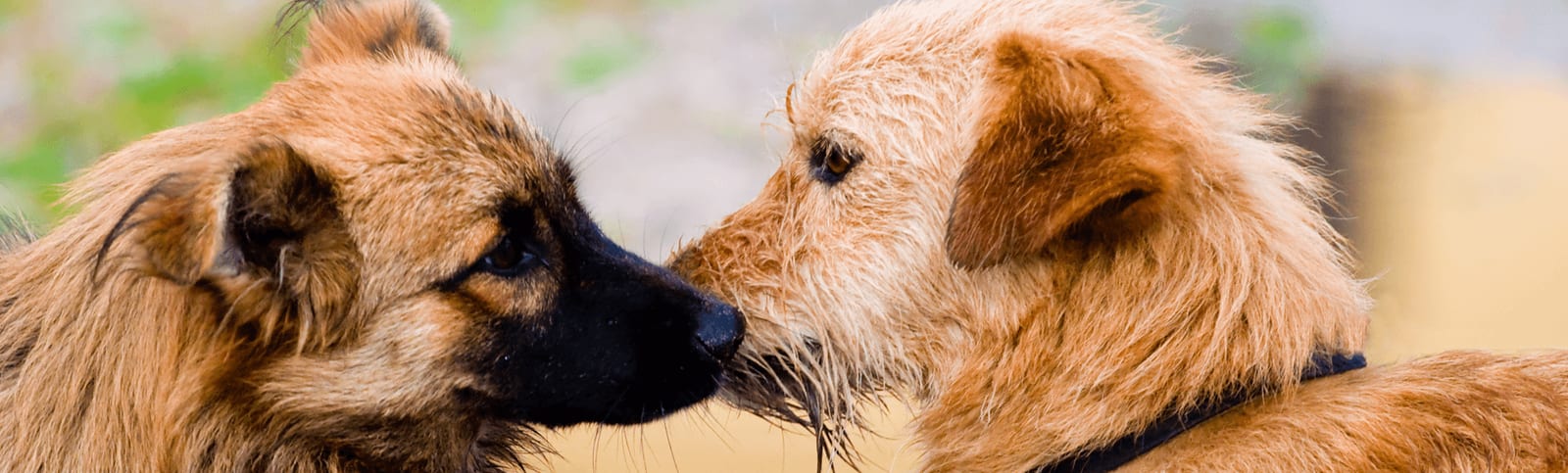 Pittsburgh Veterinary Cardiology - Pittsburgh