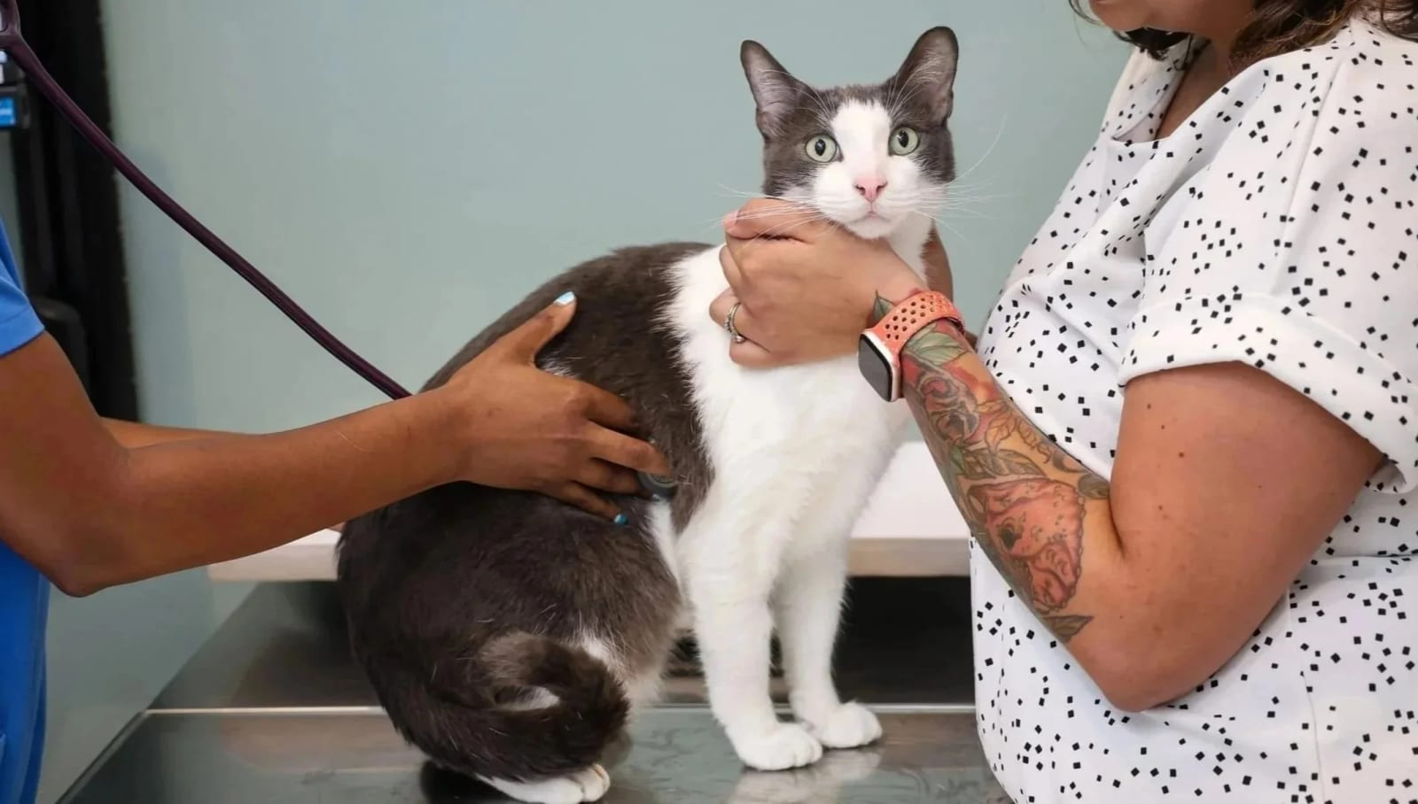 Grey and white cat standing on a metal table while a person in a polka-dot top holds it
