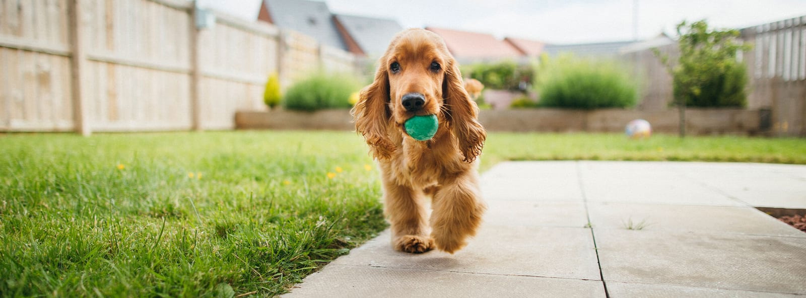 Tan long-eared dog trotting across a patio with a green ball in its mouth