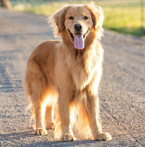 Golden-coloured long-haired dog standing on a gravel path with its tongue out