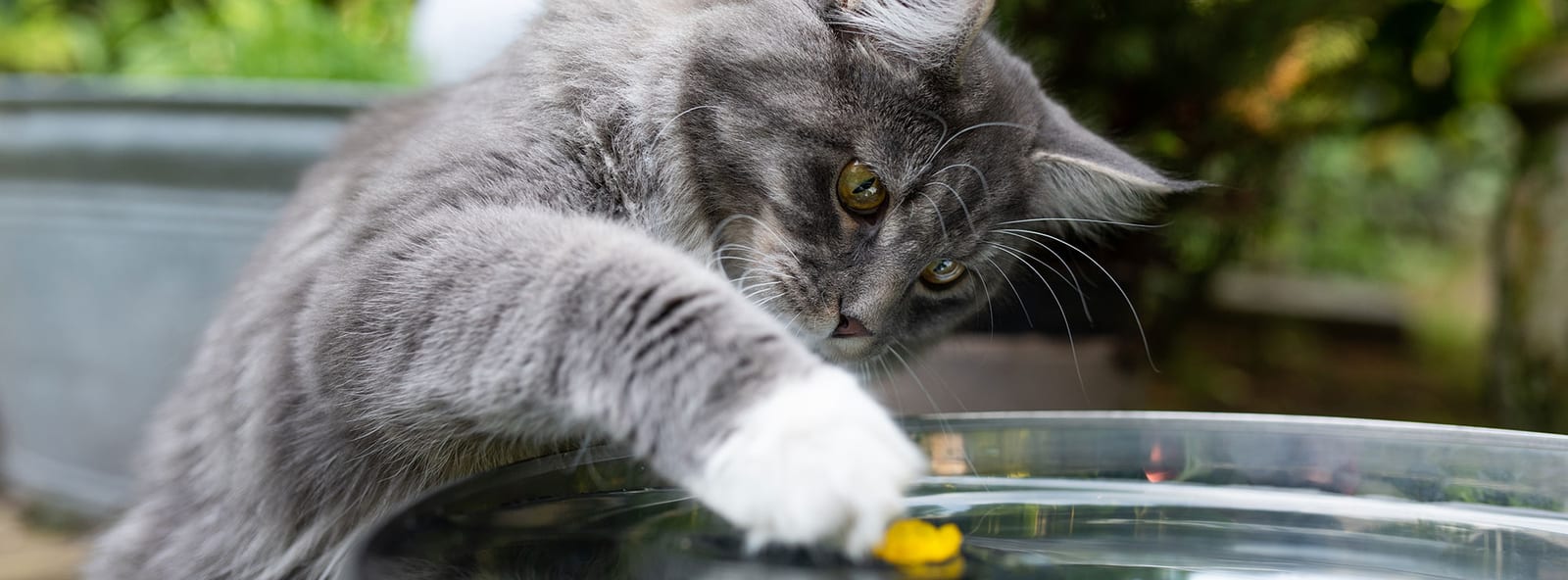 Grey and white long-haired cat reaching a paw toward a container of water outdoors