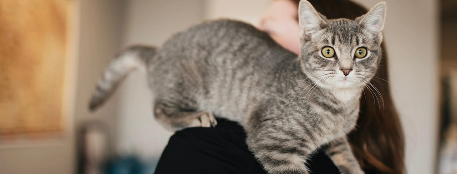 Grey tabby cat with yellow-green eyes standing on a person's shoulder