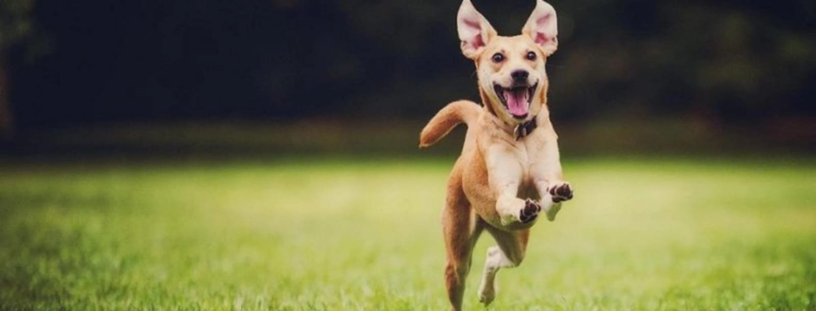 Happy tan dog with big ears bounding across green grass