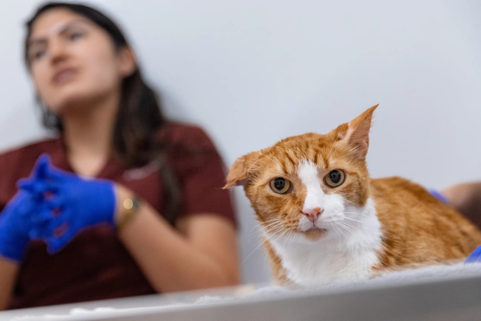 Orange and white cat on a steel table with a person in blue gloves blurred behind