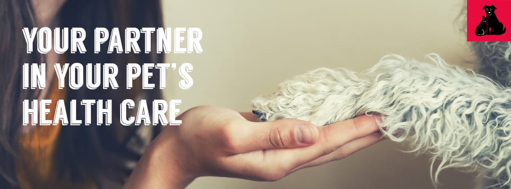 Banner reading Your partner in your pet's health care beside a hand holding a fluffy white paw