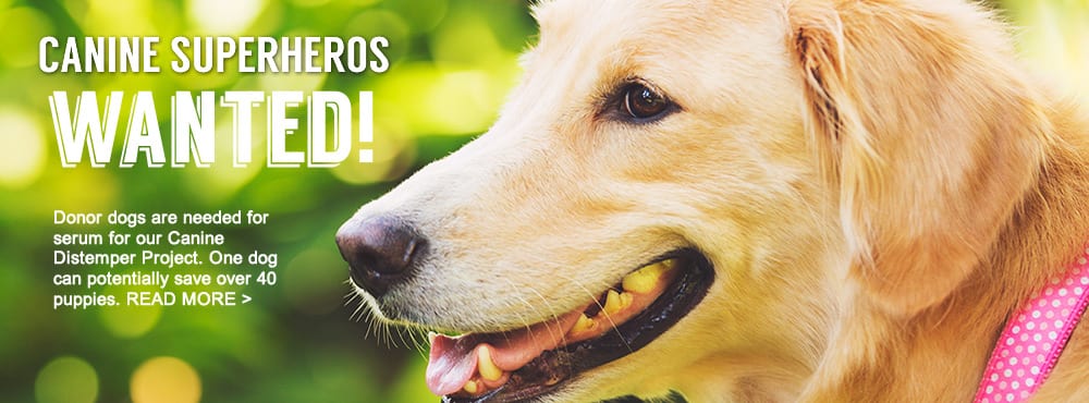 Banner reading Canine Superheros Wanted with a close-up of a golden dog