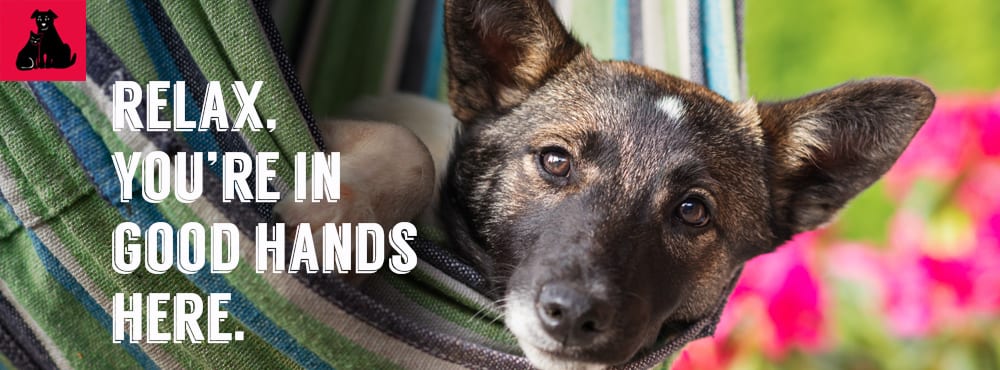 Westheimer Animal Clinic - Bellaire