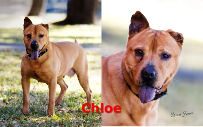 Two photos of a tan dog with a dark collar, standing on grass and in a close-up