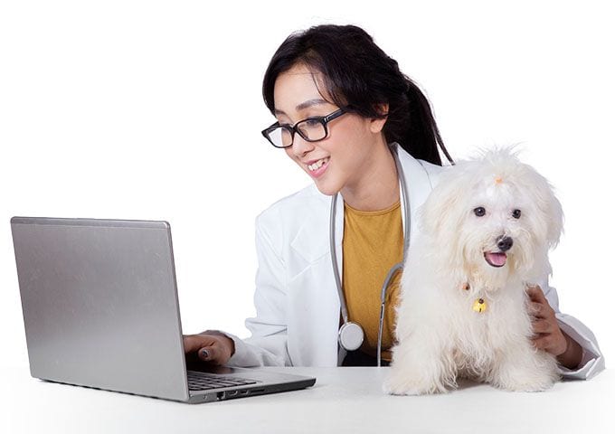 Smiling person in a white coat with a stethoscope working on a laptop beside a small white fluffy dog