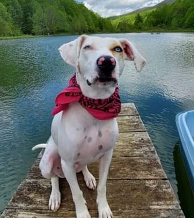 White dog with a red bandana sitting on a wooden dock beside a lake with forested hills