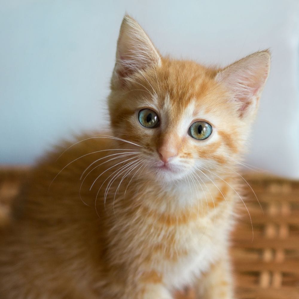 River Run Animal Hospital - Charlotte